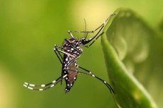 Atualmente, o inseto transmite, pelo mesmo processo, febre chikungunya e zika