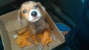 A cadela Aisha e autando como blogueira  foi encontrada pela estudante de Medicina e protetora dos animais, Alick Farias (abaixo), que também coordena a organização Adota João Pesssoa. Atualmente, a estudante cuida de 80 animais de diversas espécies