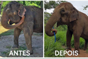 A elefanta Lady, que comoveu a população e é um exemplo de que a luta pelos animais rende grandes vitórias e conquistas