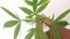 folha_maconha_divulgacao_policia_federal.jpg