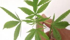 Reconhecimento da Anvisa não altera regras de importação de remédios com canabidiol nem libera cultivo da planta