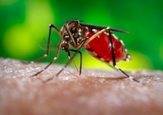 Um dos objetivos dessa agenda é desenvolver uma vacina destinada a evitar a infecção pelo vírus zika, transmitido pelo mosquito Aedes aegypti