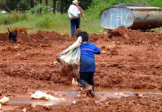 Cerca de 60% das crianças de 5 a 9 anos que são forçadas a executar trabalhos vivem na área rural das regiões Norte e Nordeste