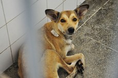 São realizadas aproximadamente 20 cirurgias desse tipo semanalmente no Centro de Zoonoses