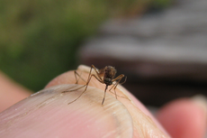 A saliva expelida pelo mosquito do gênero Culex revelou a presença de partículas do vírus da zika