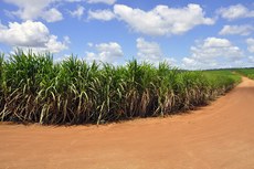 A cadeia produtiva da cana-de-açúcar na Paraíba, principal matéria prima do etanol, gera 44 mil empregos em 26 municípios