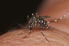 O estudo foi publicado na quarta-feira (4) na revista científica Cell Host&Microbe, eintegra o projeto “Eliminar a Dengue: Desafio Brasil”