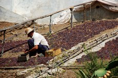 O número de famílias atendidas pelo Programa de Aquisição de Alimentos diminuiu em 55% 
