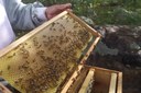 Apiário instalado em Caturité é acompanhado por pesquisadores da Estação Experimental Lagoa Seca