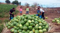 Modelo de produção na região de Sousa é exemplo
