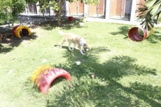 Alegria e gasto de energia estão garantidos nos hotéis para cachorros, já que eles passam o dia brincando e param apenas para as refeições.