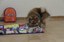 hotel_pet-foto-edson_matos  (60).JPG