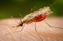 A maioria dos casos de malária se concentra nos estados do Acre, Amapá, Amazonas, Maranhão, Mato Grosso, Pará, Rondônia, Roraima e Tocantins