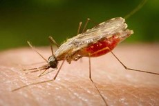 A maioria dos casos de malária se concentra nos estados do Acre, Amapá, Amazonas, Maranhão, Mato Grosso, Pará, Rondônia, Roraima e Tocantins