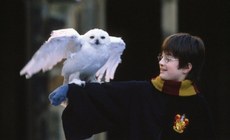 Quatro corujas foram amarradas vivas na exposição ‘Casa dos Bruxos’, que remete aos ambientes retratados nos livros e filmes da franquia Harry Potter
