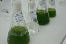 As microalgas são organismos unicelulares que se reproduzem muito rapidamente, proporcionando grandes quantidades de óleo e de biomassa