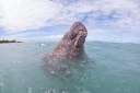 Durante estadia em Barra de Mamanguape,animais recebem monitoramento