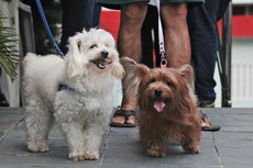 A campanha de vacinação começou oficialmente no dia 21 de outubro em todo o estado, se estendeu por 30 dias e imunizou 641.893 animais, entre cães e gatos