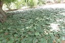 A produção de forragem para o rebanho durante o período de estiagem consta do plano da Gestão Unificada Emepa/Interpa/Emater