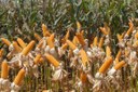 Crescimento de 13% da agropecuária foi pelas safras recordes de milho e soja