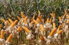 Crescimento de 13% da agropecuária foi pelas safras recordes de milho e soja
