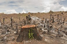 A contribuição humana para o aumento da temperatura terrestre passa pelo desmatamento e outras ações