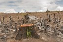 A contribuição humana para o aumento da temperatura terrestre passa pelo desmatamento e outras ações
