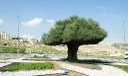 Oliveiras milenares foram retiradas do território palestino e criminosamente replantadas em colônias de Israel