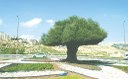 Oliveira_replantada(1).jpg