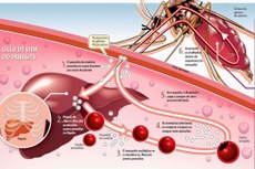 Pesquisadores obtêm proteção esterilizante em testes realizados com proteína recombinante de Plasmodium vivax em ratos