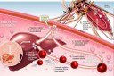 Pesquisadores obtêm proteção esterilizante em testes realizados com proteína recombinante de Plasmodium vivax em ratos