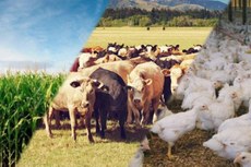 A estimativa é da Secretaria de Política do Ministério da Agricultura que prevê montante a menor de R$ 530,1 bilhões
