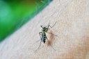 Mosquito dengue Foto Pixabay.jpg Mosquito dengue Foto Pixabay.jpg