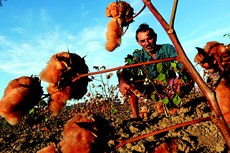 A Paraíba é o estado brasileiro onde mais se planta e se colhe algodão naturalmente colorido