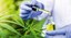 cannabis.jpg