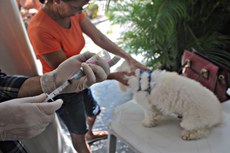 A raiva é uma doença infecciosa aguda, de etiologia viral, transmitida ao homem por meio da mordedura, arranhadura, lambedura de mucosas ou pele lesionada por animais raivosos