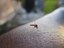 mosquito-2566773_960_720.jpg