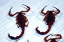 O tipo de escorpião mais perigoso é a espécie  Tityus stigmurus