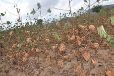 A proposta inicial do Governo é implantar 300 hectares de algodão orgânico produzidos com a mão de obra familiar