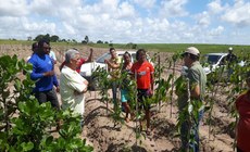 Marcação tem uma área de cultivo de inhame estimada em mais de 25 hectares, com uma produtividade em torno de 10 mil quilos por hectare, que garante a subsistência dos indígenas