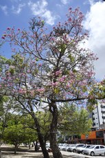 Foto: Roberto Guedes