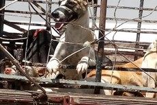 Secretário da Saúde, que seria médico veterinário, teria autorizado a execução a pauladas de aproximadamente 50 cachorros no interior de imóvel público em Igaracy