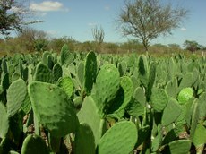 No mundo todo, pesquisadores estudam as potencialidades da palma na agricultura, na pecuária e na indústria