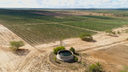 No mundo todo, pesquisadores estudam as potencialidades da palma na agricultura, na pecuária e na indústria 