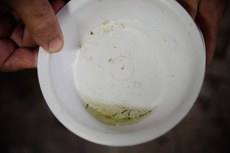 Larvas do mosquito Aedes aegypti, transmissor do vírus zika