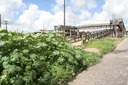 Má conservação de várias passarelas localizadas ao longo das rodovias federais representa perigo para os pedestres