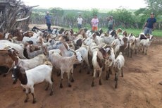 Rebanho de caprinos foi acrescido de 84 novas matrizes e quatro reprodutores para melhoramento da produção de leite e derivados