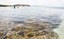 Corais litoral paraibano 2 Foto Secom PB.jpg