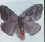 mariposahylesia.jpeg