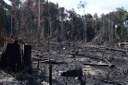 Débora Diniz alerta que o governo do presidente Jair Bolsonaro avança no desmatamento na Amazônia e na espoliação de terras indígenas